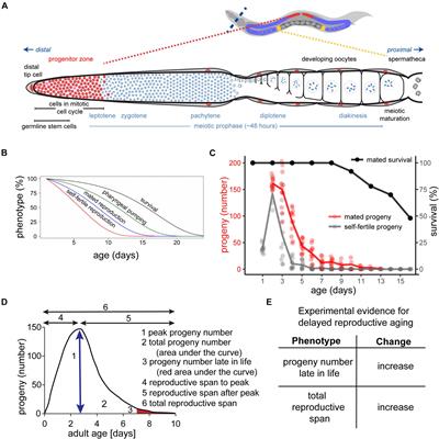 Reproductive Aging in Caenorhabditis elegans: From Molecules to Ecology